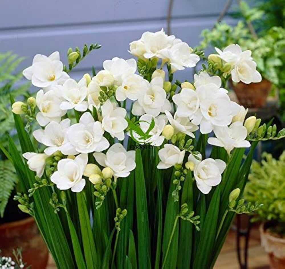 Freesia White Bulbs