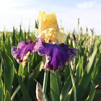 Jurassic Park Reblooming Bearded Iris Seeds