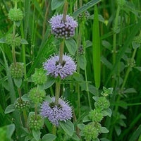 Heirloom Non-GMO Purple Pennyroyal Flower Seeds – Aromatic Blooms for Garden Planting