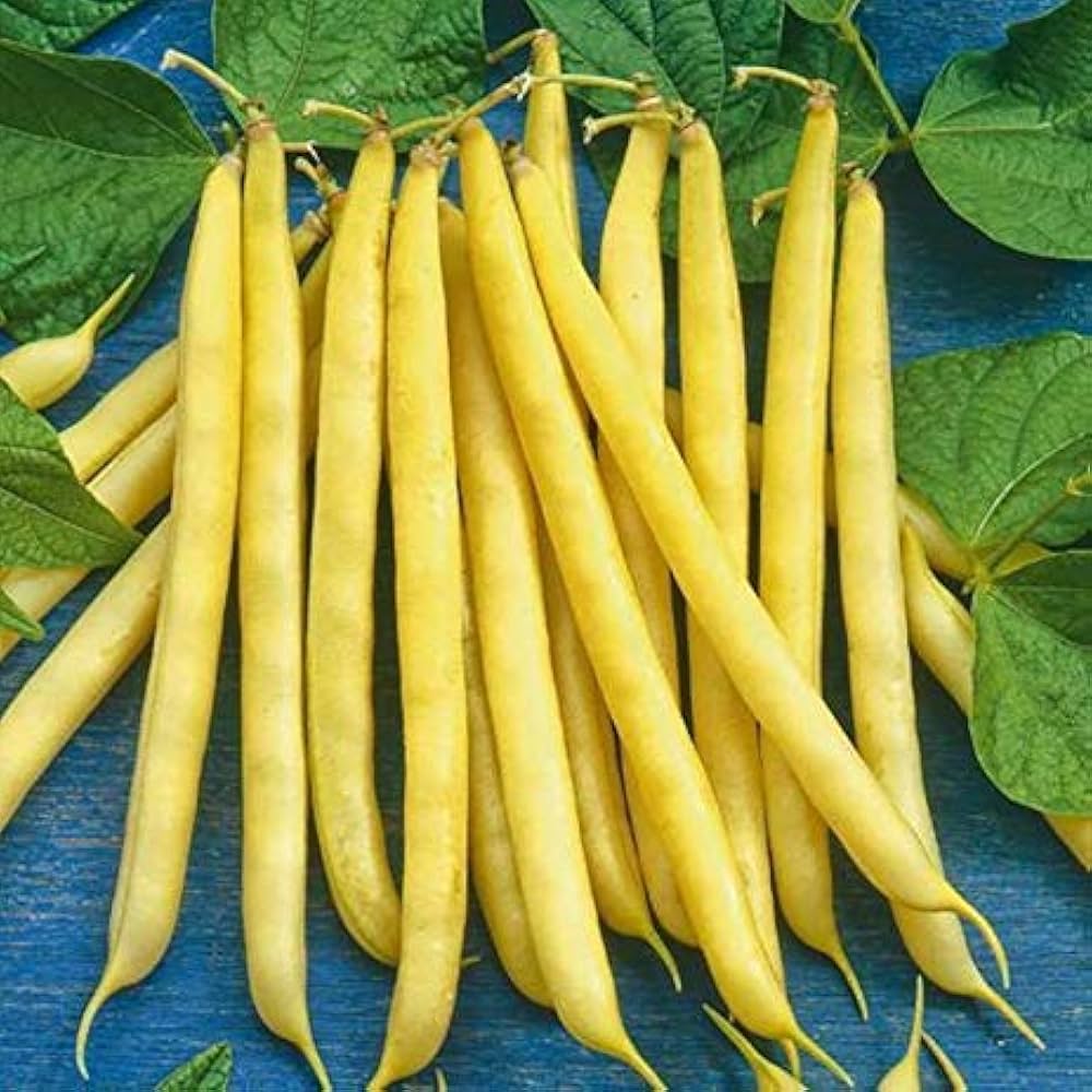 Pauldor – Bean Seed