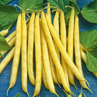 Pauldor – Bean Seed