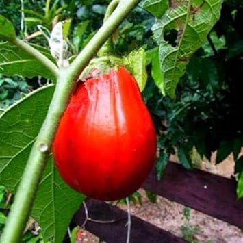 Eggplant Seeds for Planting Red - 100 pcs