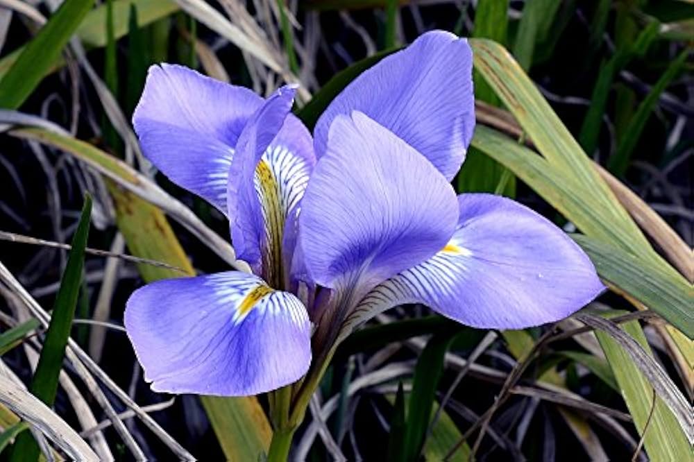 Iris chrysographes seeds for planting – perennial flowering plant seeds with deep purple to black blooms, suitable for gardens, borders, and pond edges