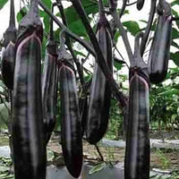 Brinjal Purple Long Vegetable Seeds