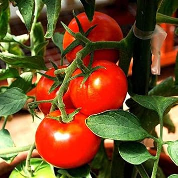 Tomato Seeds for Planting, Red, 100 pcs