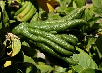 Bergamot Vegetable Seeds for Planting - 100 pcs