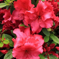 Azalea Rainbow Rhododendron Japanese Cherry-Like Flower Seeds