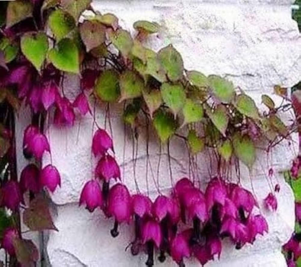 Rhodochiton (Purple Bell Vine) for planting in garden