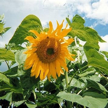 Helianthus Yellow Flower Seeds for Planting – Organic, Heirloom, Non-GMO Seeds