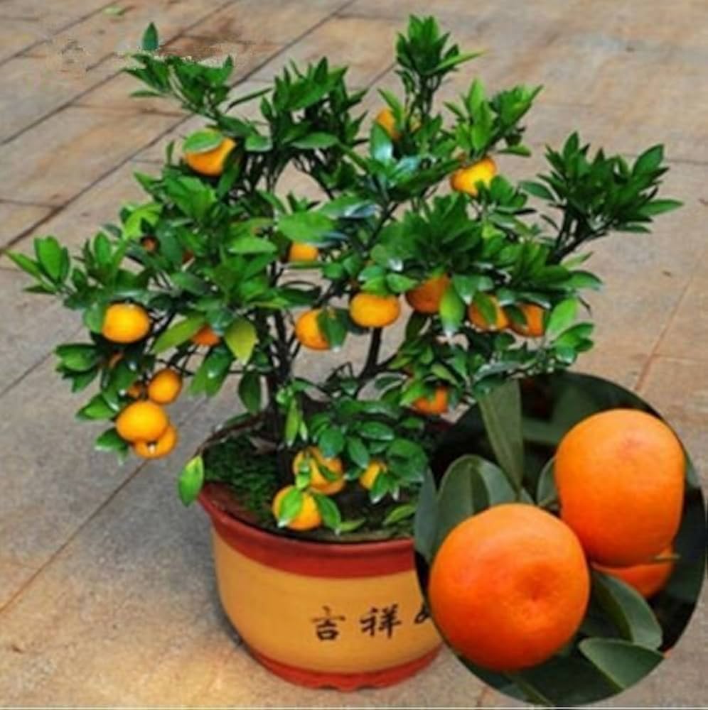 Giant orange pear fruits grown from rare Chinese seeds with sweet, juicy flesh