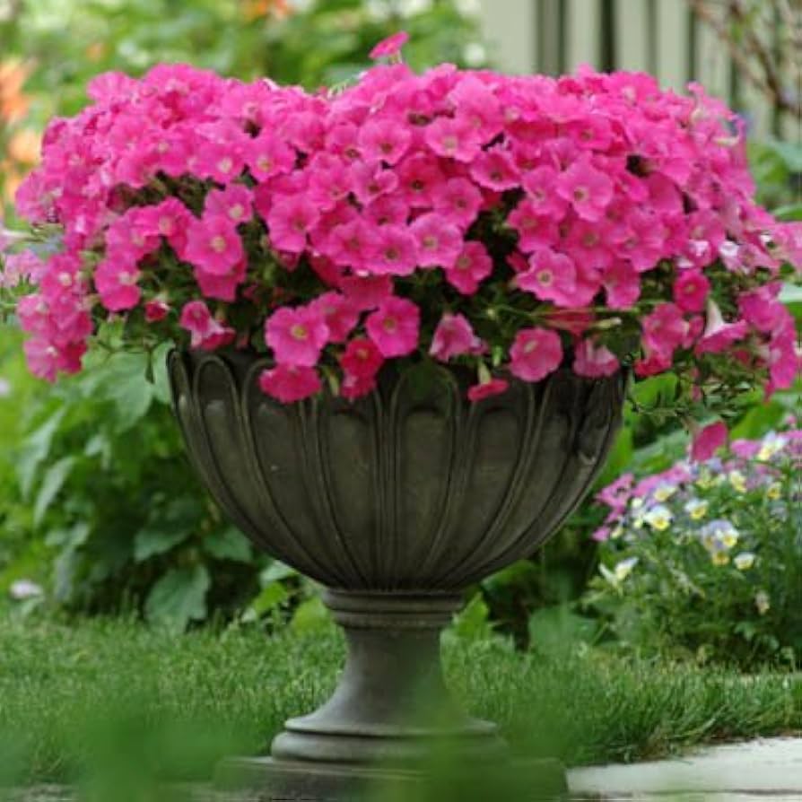 Petunia - Shock for planting in home garden