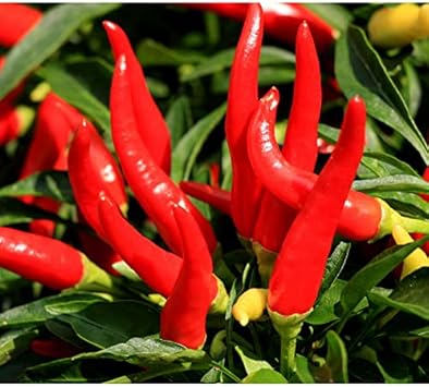 Red Chilli Vegetable Seeds for Planting heirloom & Non-GMO Seeds