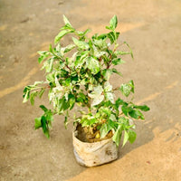 Giant Hibiscus Flower - for planting in home garden