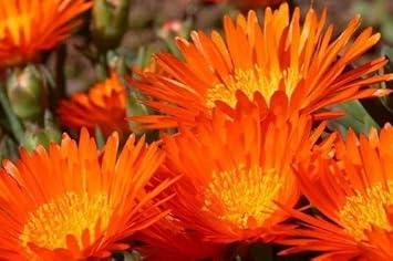 Orange Ice Plant Seeds for Planting – Organic, Heirloom, Non-GMO Flower Seeds