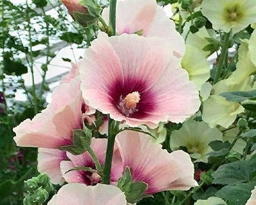 Pink and white hollyhock flower Alcea rosea double perennial seeds for planting in home garden or pots
