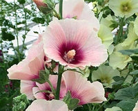 Hollyhock (flower Alcea rosea scarlet purple perennial) for planting in garden
