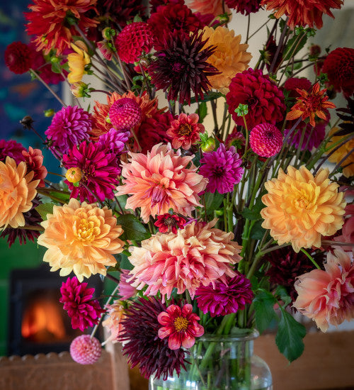Pure Passion Dahlia Mixture