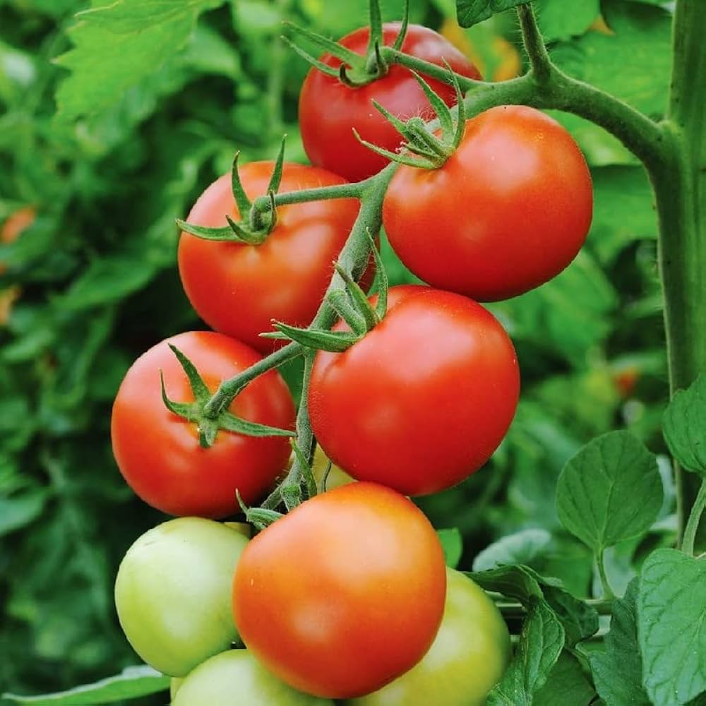 Moneymaker (tomato Solanum lycopersicum heirloom vegetable) for planting in garden