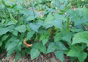 Bush Bean Seeds for Planting - 100 pcs
