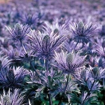 Heirloom Non-GMO Purple Eryngium Flower Seeds – Blooms for Garden Planting