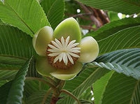 White Dillenia Flower Seeds for Planting-Heirloom & Non-GMO Seeds for planting