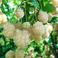 New Fresh 100pcs BlackBerry Fruit Seeds White - Unique White Blackberries for Your Garden 100 pcs