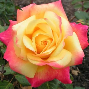 Yellow Red Climbing Rose Plant Seeds Non-GMO Heirloom Garden Seeds for Planting and Growing