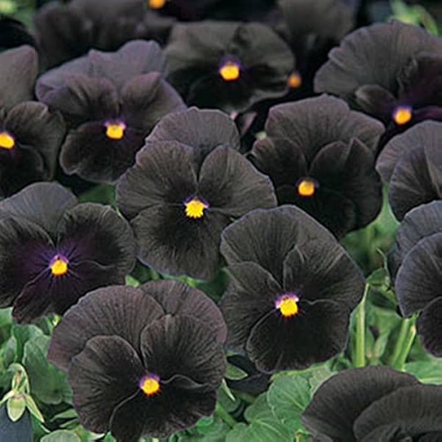 Halloween (II pansy flower) for planting in garden