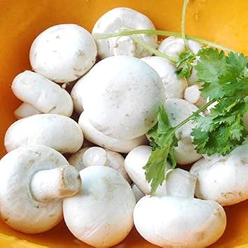 White mushroom Agaricus bisporus spores for planting in indoor garden