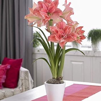 Hippeastrum Flower Seeds – Heirloom Non-GMO Amaryllis Seeds for Elegant and Colorful Gardens