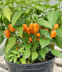 Orange Paprika Heirloom Seeds