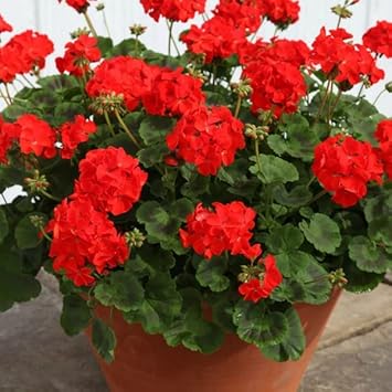 Geranium Flowers Seeds Heirloom Non GMO Planting - 100