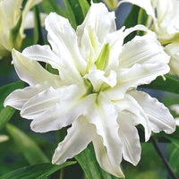 Polar Star Double Lily