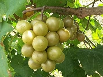 Green Grape Fruit Seeds Perfect for Growing Your Own Vineyard - Heirloom & non GMO seeds