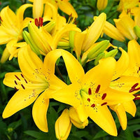 Heirloom Non-GMO Crinum Flower Seeds for Planting – Fragrant Tropical Garden Blooms
