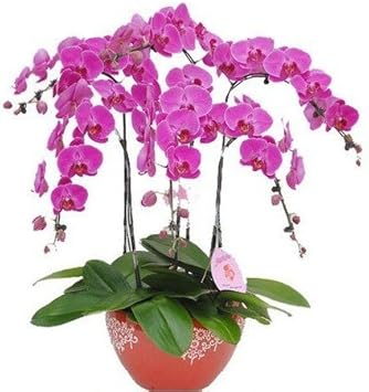 Heirloom Non-GMO Pink Orchid Flower Seeds for Garden Planting – Graceful Tropical Blooms
