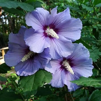 Hibiscus (Hibiscus scientific name) for planting in garden