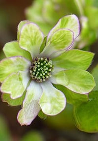 Organic Heirloom Non-GMO Hepatica Seeds for Planting – Early Spring Woodland Blooms