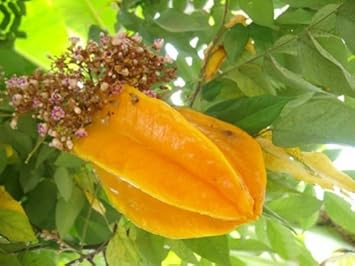 Yellow Averrhoa Carambola (Starfruit) Fruit Seeds for Planting - Tropical Starfruit for Your Beautiful Home Garden