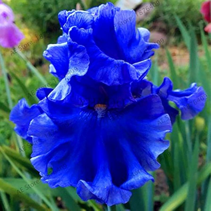 Bonsai Iris perennial flower seeds producing elegant miniature iris blooms in a variety of striking colors