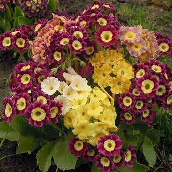 Aurikel Flower Seeds for Planting - 100 pcs