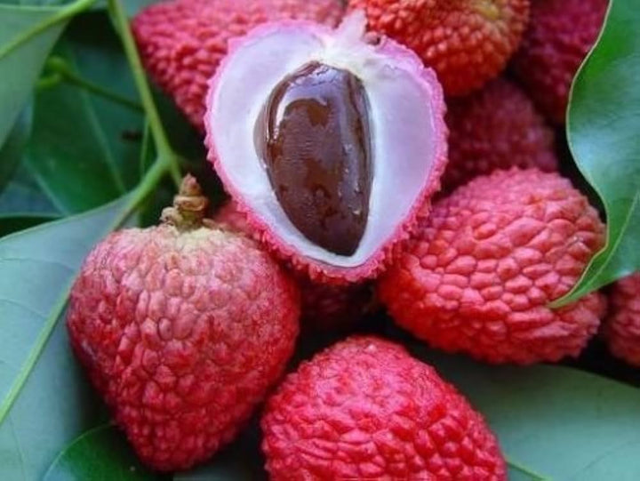 Red Lychee Fruit Seeds for Growing Sweet and Exotic Lychee Fruits 100 pcs