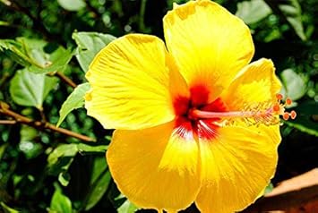 Yellow Hibiscus Flower Seeds – Heirloom Non-GMO Seeds for Bright Garden Blooms