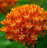 Asclepias Flower Seeds Heirloom Non GMO Planting - 100