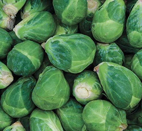 Churchill – Brussels Sprout Seed