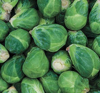 Churchill – Brussels Sprout Seed