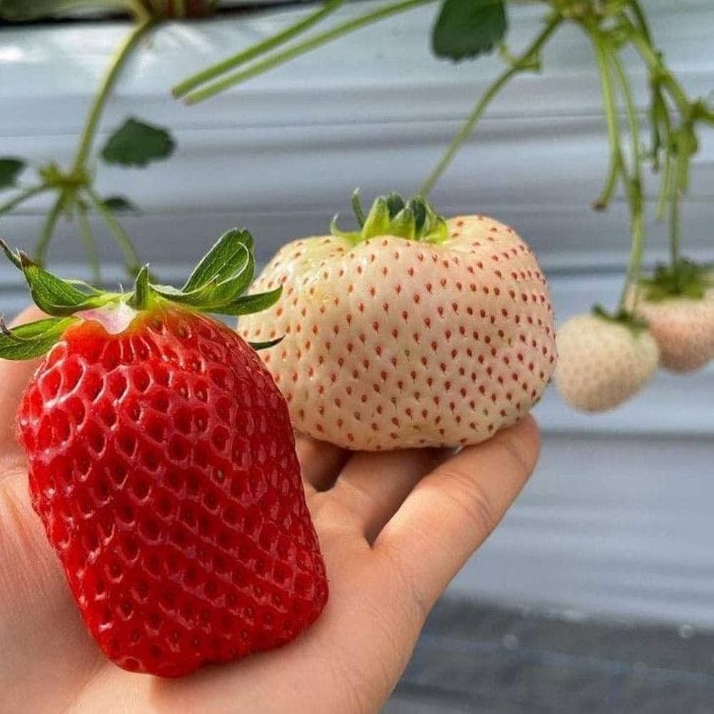 Strawberry Seeds Collection