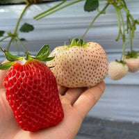 Strawberry Seeds Collection