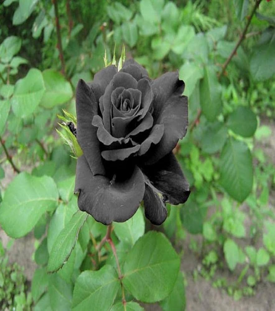 Black Rose seeds for deep, dark blooms that add a dramatic touch to gardens or floral arrangements