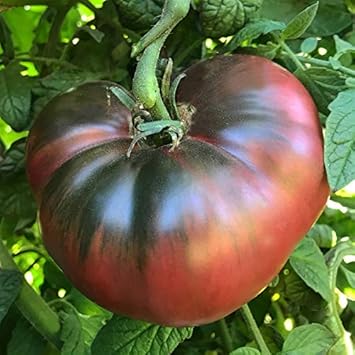 Black Brown Tomato Vegetable Seeds for Planting, heirloom & Non-GMO Seeds